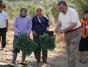 Üreticilere Yüzde 50 Hibeli Kışlık Fide Desteği