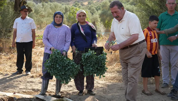 Üreticilere Yüzde 50 Hibeli Kışlık Fide Desteği