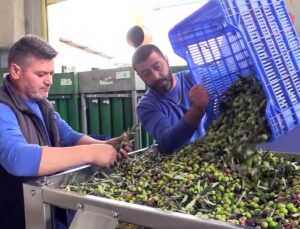 ZEYTİNYAĞI OPERATÖR EĞİTİMİ DÜZENLENECEK