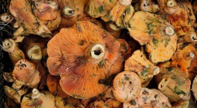 MENTEŞE’DE ÇINTAR SEZONU BAŞLADI: KİLOSU 500 TL